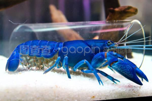 水族箱里的蝦 小巧而迷人的水下清潔工