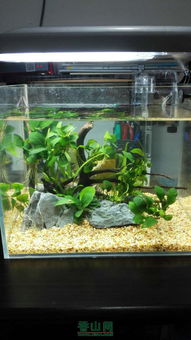 新手四天水族箱體驗(yàn)與建議分享