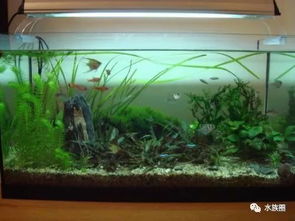 什么是生態水族箱？——揭秘現代水族藝術的生態平衡之道